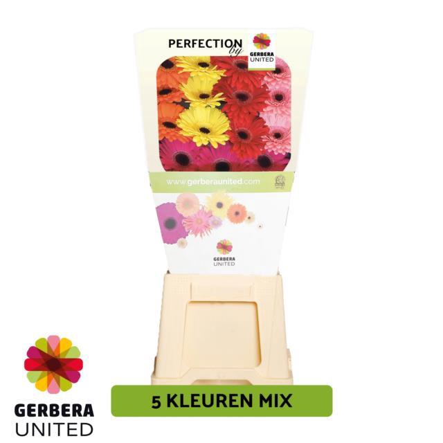 <h4>Gerbera diamond mix in row</h4>