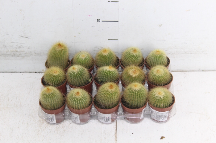 <h4>CACTUS PARODIA LENINGHAUSII P06</h4>
