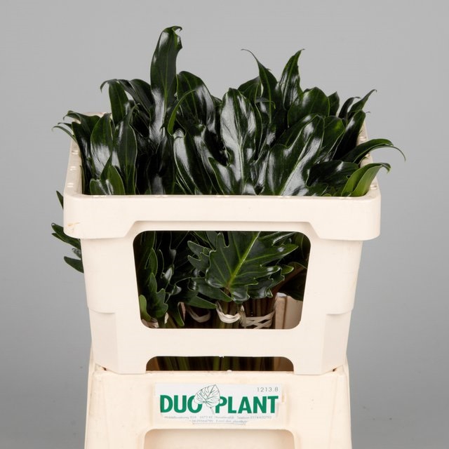 <h4>Leaf philodendron xanadu</h4>