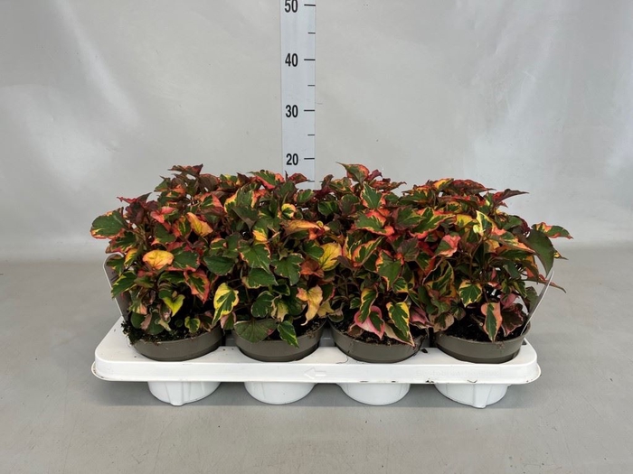 <h4>Houttuynia Cordata</h4>