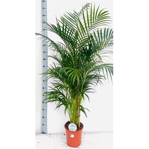 DYPSIS LUTESCENS