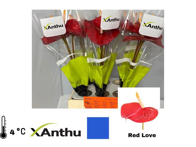 <h4>ANTH A RED LOVE</h4>