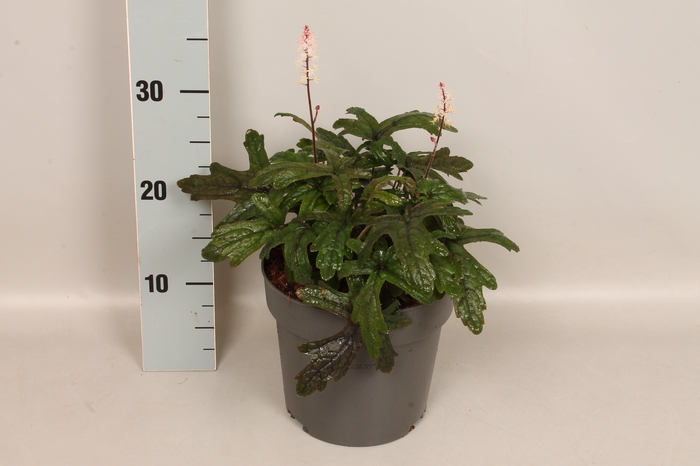 <h4>vaste planten 19 cm  Tiarella Pink Sky Rocket</h4>