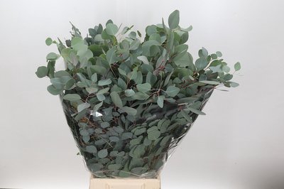 <h4>Leaf eucalyptus populus per bunch</h4>