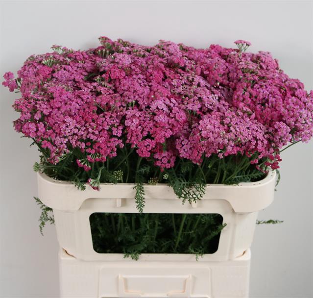 Achillea daphne