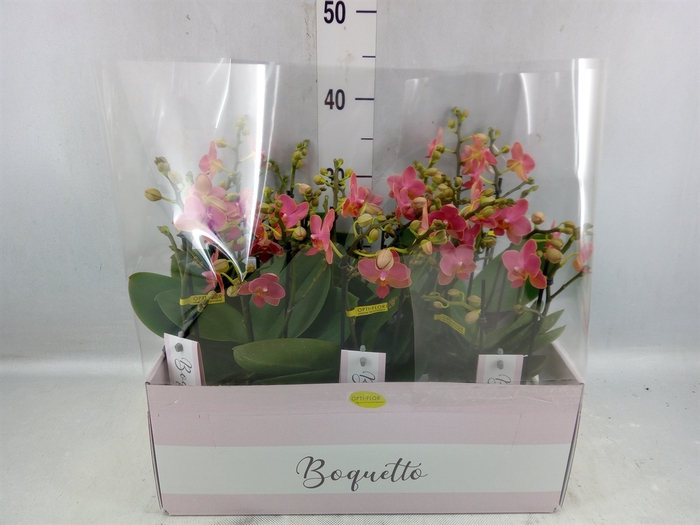 <h4>Phalaenopsis Multi. ...orange</h4>