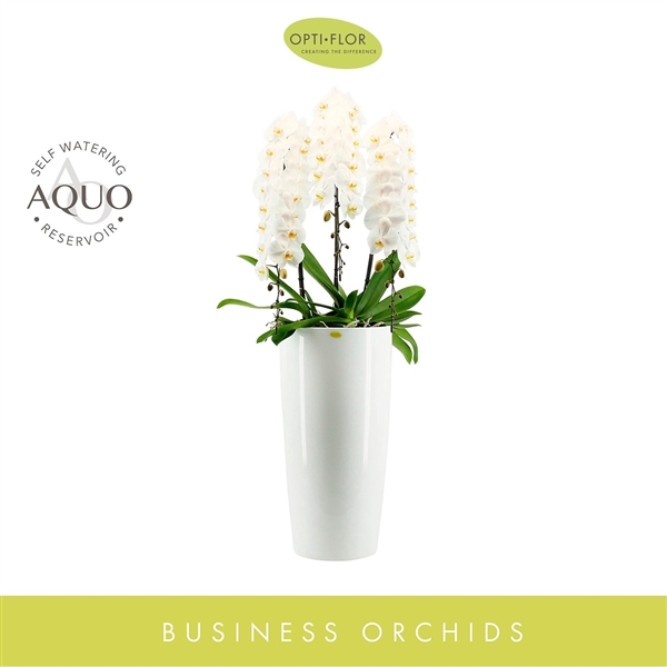 <h4>Arrangement Japanse Mountain White XL 3 tak</h4>