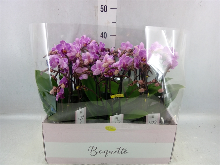 <h4>Phalaenopsis Multi. ...lilac</h4>