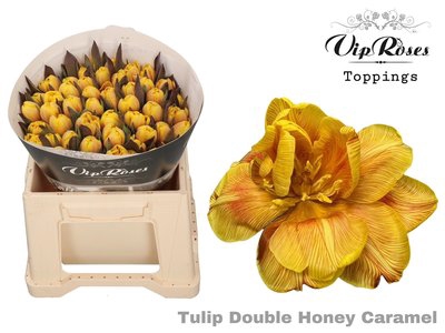 <h4>Tulipa do paint honey caramel</h4>