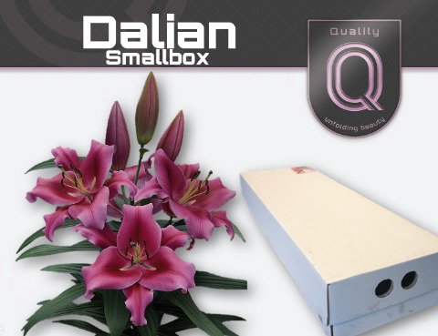 <h4>LI OT DALIAN  SMALLBOX 4+</h4>
