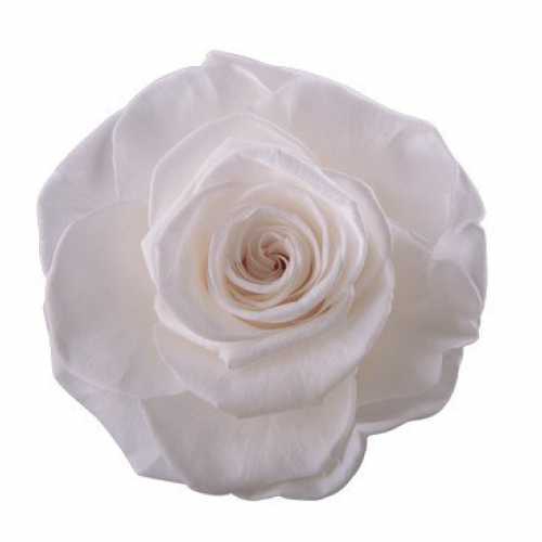 <h4>Rose Ava Princess White</h4>