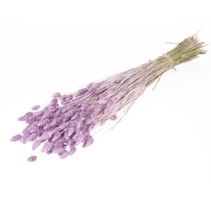 <h4>.Phalaris lilac misty</h4>