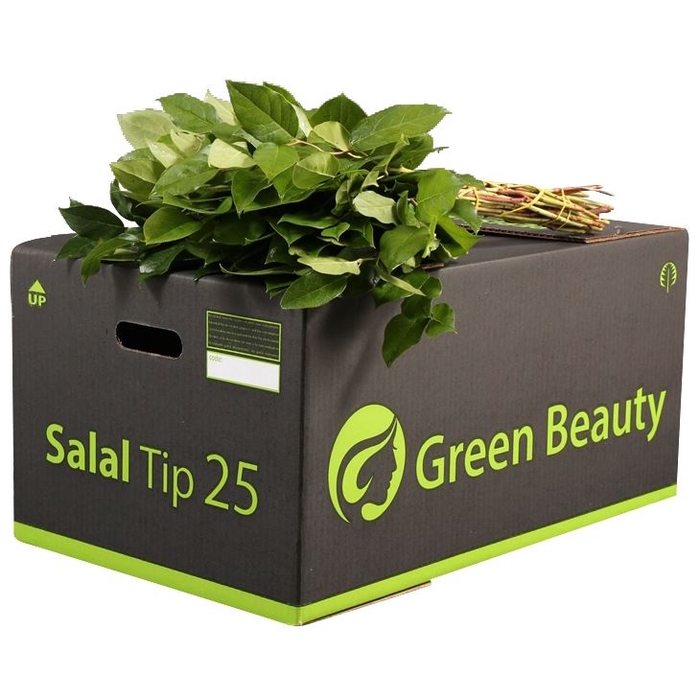 <h4>Salal Tip Green Beauty</h4>