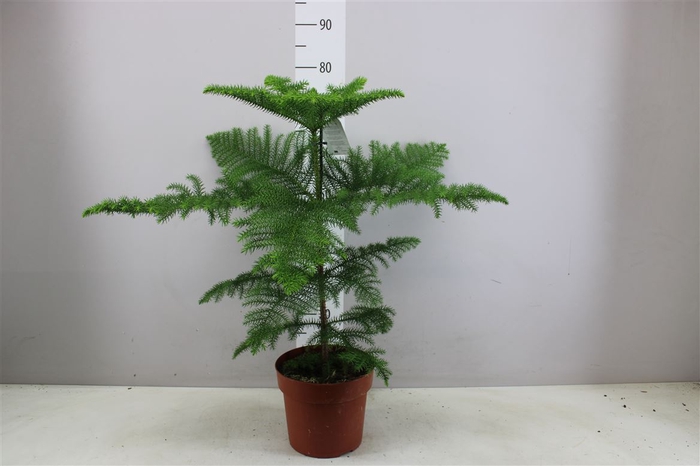 <h4>Araucaria Heterophylla</h4>