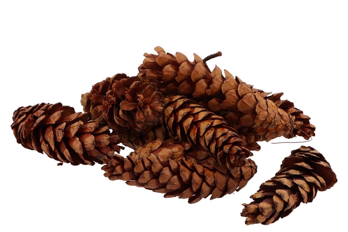 <h4>Nature strobus large natural set of 50</h4>