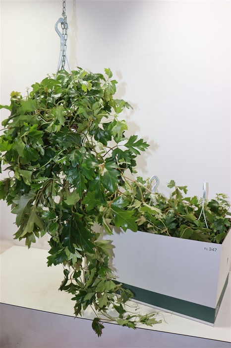 <h4>Cissus Rh Ellen Dan In Hangpot</h4>