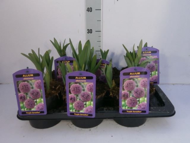 <h4>Allium  'Purple Sensation'</h4>