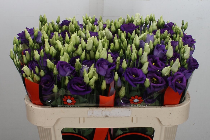 <h4>Eust G Rosita Blue</h4>