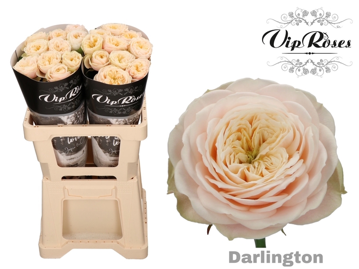 Vip Roses Webshop