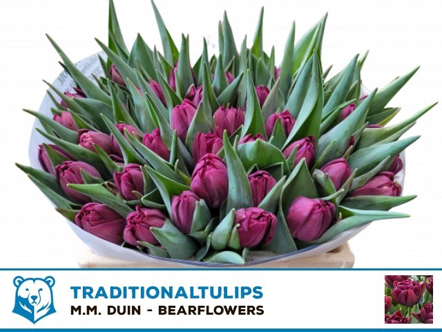 <h4>Tulipa do alison bradley</h4>