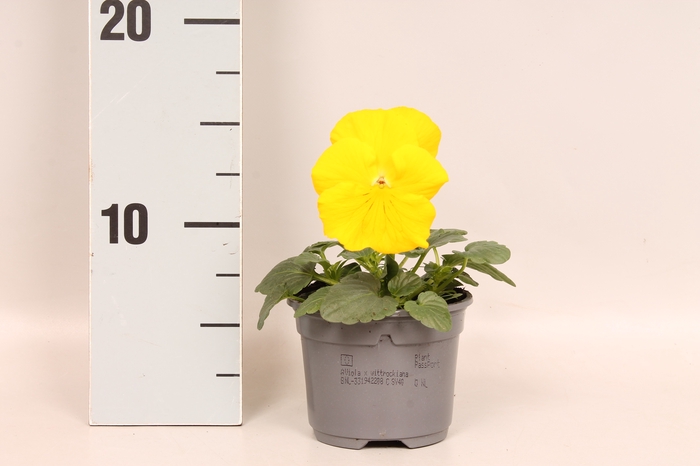 <h4>Viola wittrockiana F1 Yellow</h4>