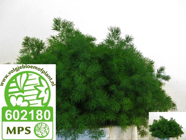 <h4>ASP UMBELLATUS</h4>