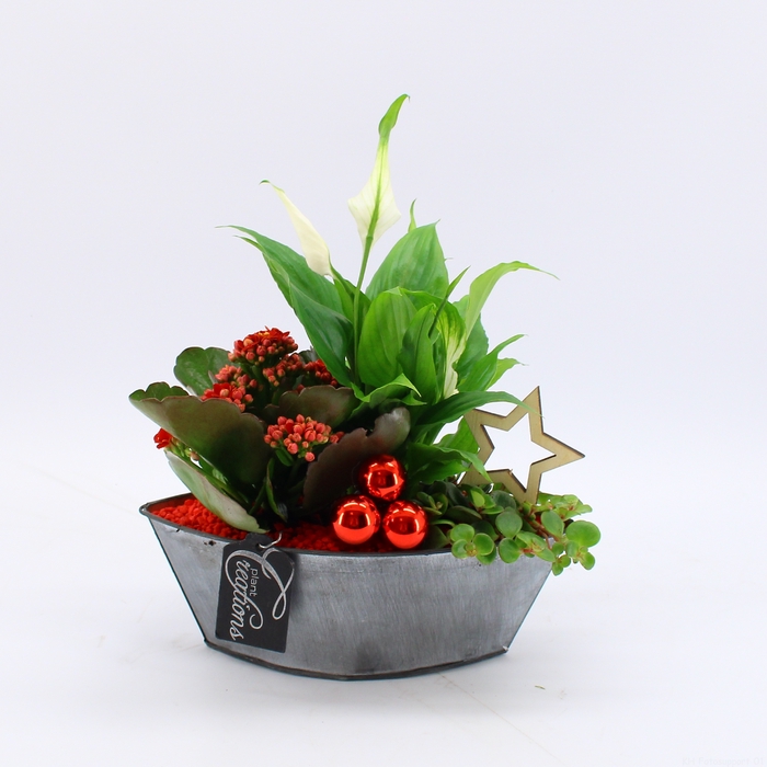 <h4>BAXM-2313R Xmas Fundamentals</h4>