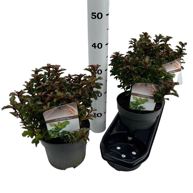 <h4>Ilex Aquifolium</h4>