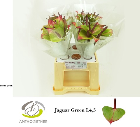 <h4>Anthurium jaguar green</h4>