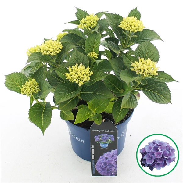<h4>Hydrangea macr. Royalty® Amor</h4>