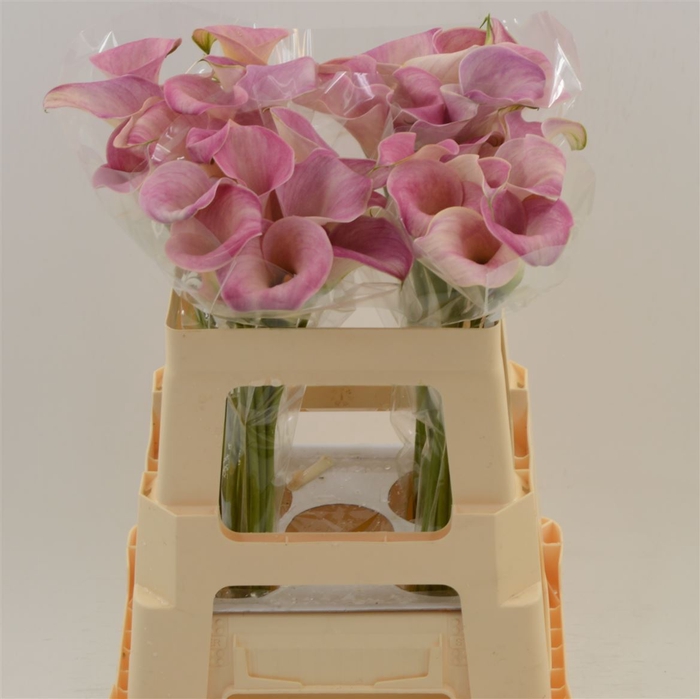 <h4>Zantedeschia captain romance</h4>