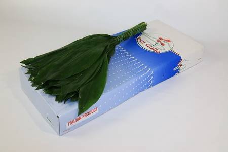 <h4>Leaf aspidistra per bunch</h4>