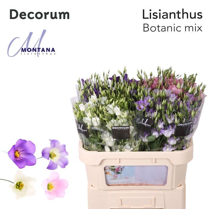 <h4>Lisianthus Botanic mix 75cm</h4>