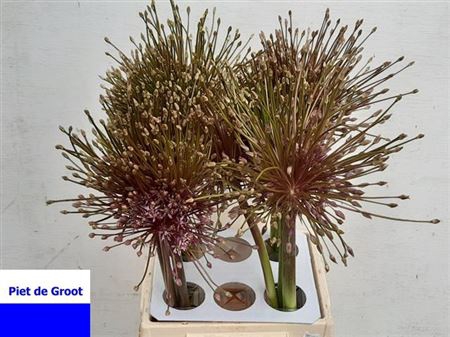 <h4>Allium Schubertii X 12</h4>