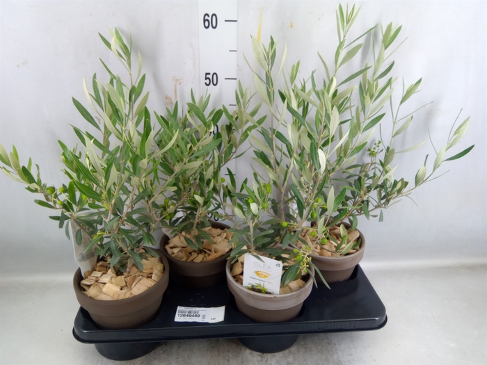 <h4>Arr. Tuinplanten L%</h4>
