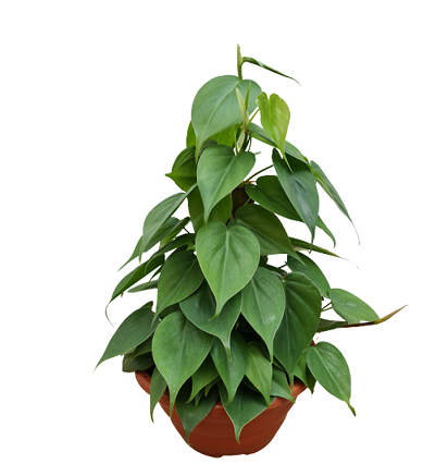 <h4>PHILODENDRON VERDE C21</h4>