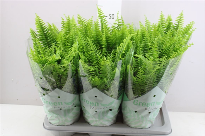 <h4>Nephrolepis Green Moment</h4>