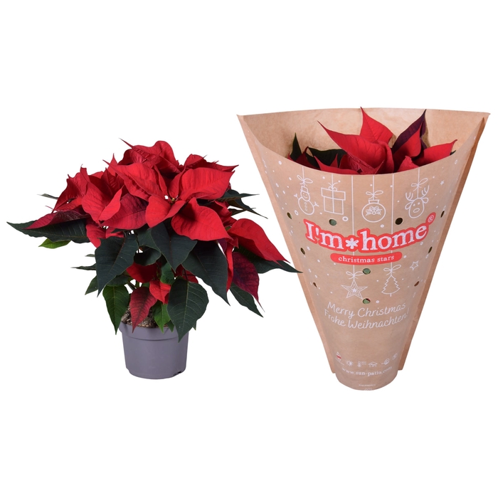 <h4>Euphorbia Rood Papier I'm Home Hoes</h4>