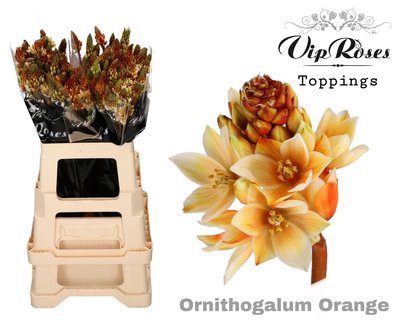 <h4>Ornithogalum paint orange</h4>