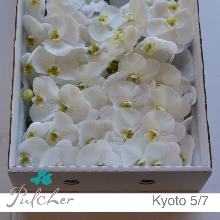 <h4>_Phalaenopsis Kyoto 5/7</h4>