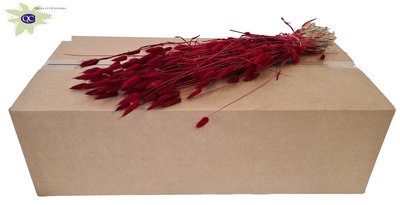 <h4>Lagurus per bunch red</h4>