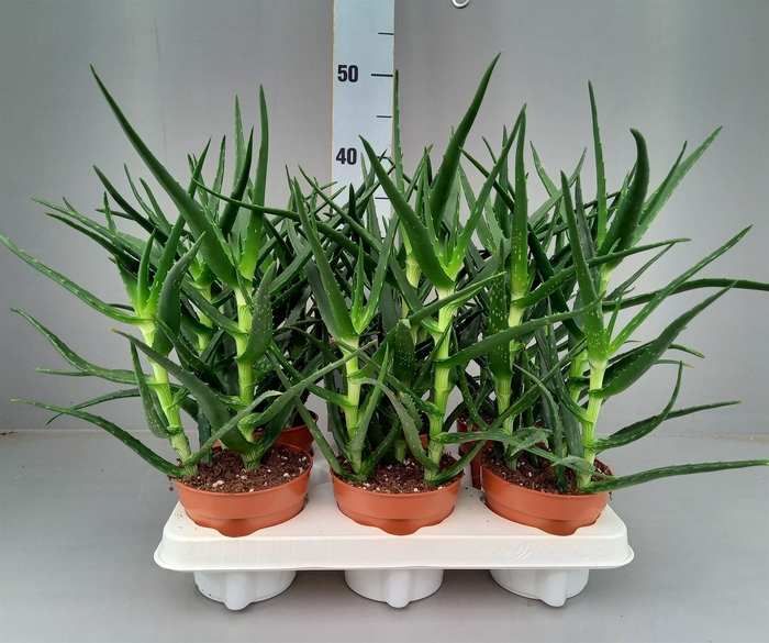 Spray Tillandsia - Spray pour plantes d'intérieur - 125 ml - 3