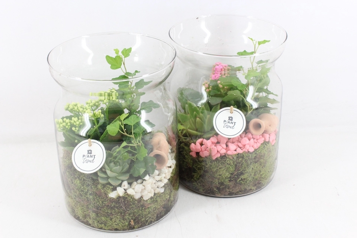 <h4>arr2 PL - Glas bose hoog - roze/wit</h4>