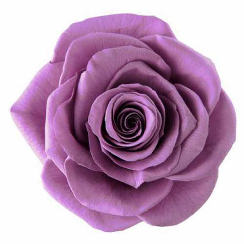 <h4>Rose Ines Lilac</h4>