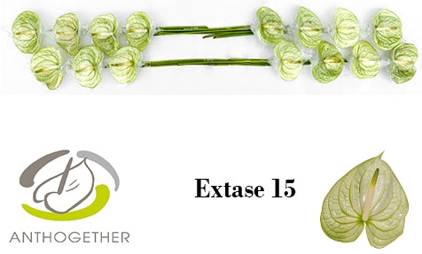 <h4>Anthurium extase</h4>