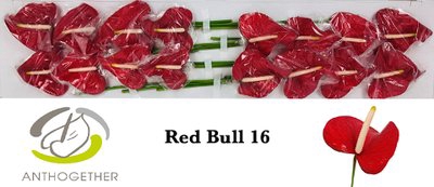 <h4>Anthurium red bull</h4>