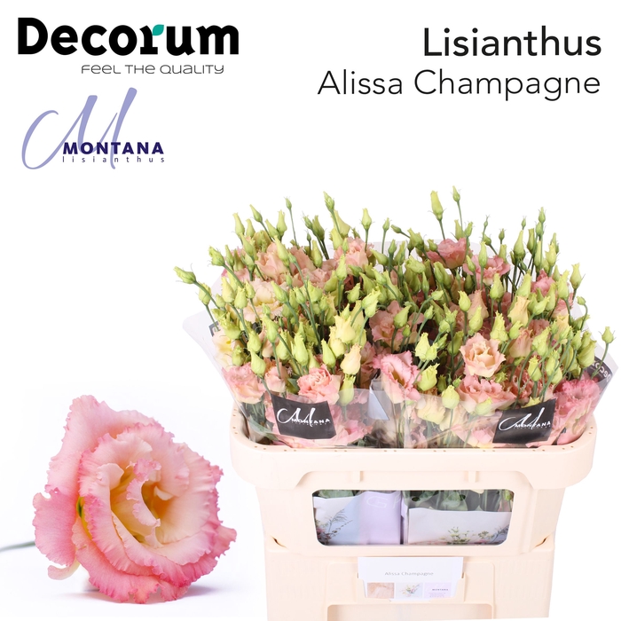 <h4>Lisianthus Alissa champagne 70cm</h4>