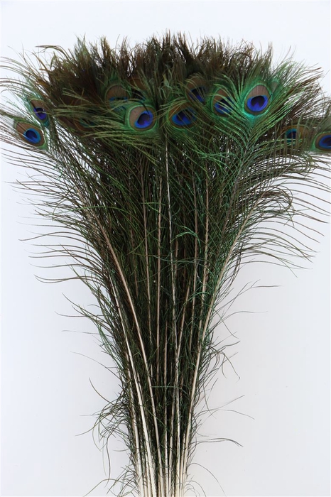 <h4>Deco Feather Peacock Natural P. Stem</h4>
