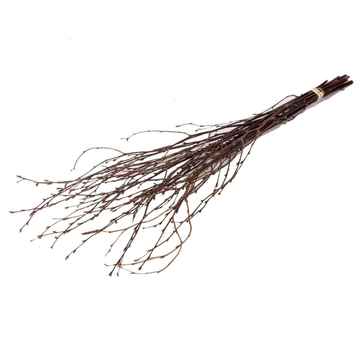 <h4>Birch 60cm 10pc natural</h4>