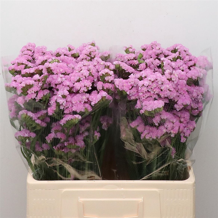 <h4>Limonium St Light Pink Birds X50</h4>
